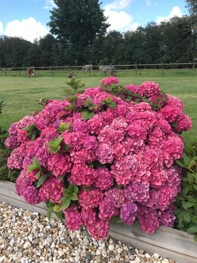 La Grange Aux Hortensias Thiergeville المظهر الخارجي الصورة